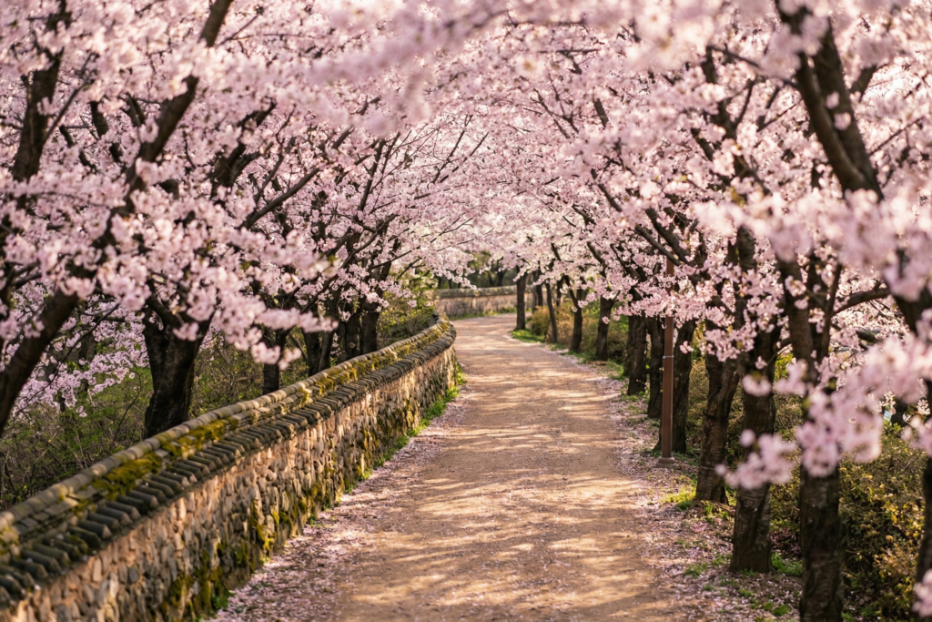 흐드러지게 피어난 분홍빛 벚꽃 나무들이 끝없이 이어진 한적한 산책로 위로 따스한 봄 햇살이 내리쬐는 평화로운 풍경 이미지